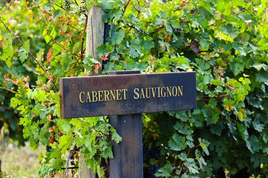Cabernet Sauvignon: Merkmale und beste Kombinationen Cabernet Sauvignon: Merkmale und beste Kombinationen
